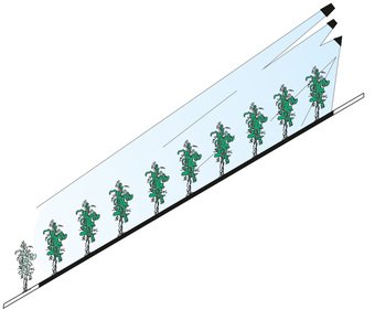 azione-piante-Getto-Cannone-TGC.jpg
