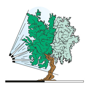 azione-piante-Testata-Olivo-TOL