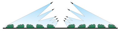 azione-piante-Testata-pomodoro-T.PM