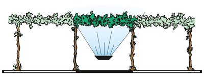 azione-piante-Testata-tendone-TTND.jpg